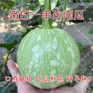 播蔬菜籽 吃瓜和花脆嫩好吃 春夏秋季 特早熟嫩绿一串玲小南瓜种子