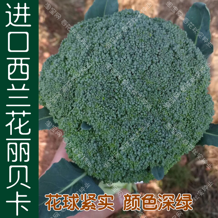 丽贝卡西兰花青花菜种子 春季秋季播蔬菜籽 阳台盆栽大田高产种孑