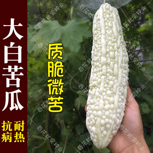 春季阳台盆栽高产苦瓜种子