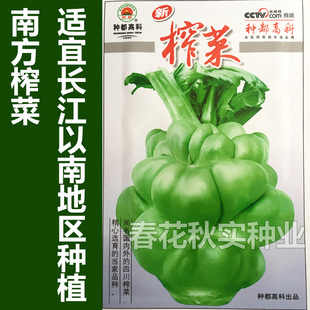 南方榨菜种子 秋季蔬菜种子适宜南方种植青菜头种子 阳台盆栽大田