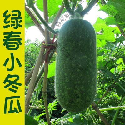 绿春小冬瓜种子蔬菜籽