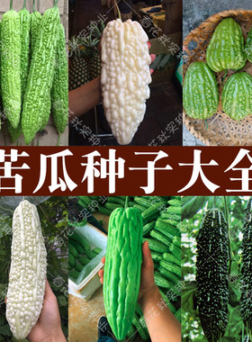 四季蔬菜籽阳台盆栽高产苦瓜种子