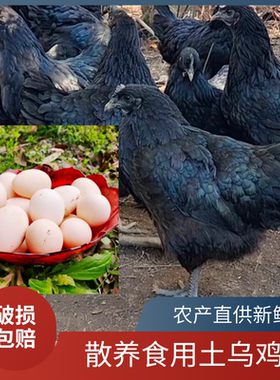 食用土鸡蛋 盐津乌骨土鸡蛋 山里散养 正宗土鸡蛋【白壳和粉壳】