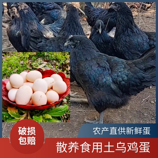 食用土鸡蛋 盐津乌骨土鸡蛋 山里散养 正宗土鸡蛋【白壳和粉壳】