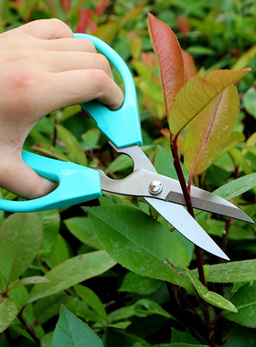 泉欣剪刀家用剪刀QHBC-1B办公文具不锈钢190园艺剪花艺剪刀QFL-4