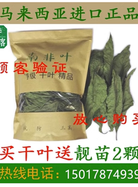 正宗马来西亚南非叶干叶茶鲜叶树苗将军叶南非叶茶39.8元半斤包邮