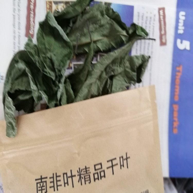 正宗马来西亚南非叶干叶鲜叶树苗将军叶干叶斑鸠菊 黑面将军 包邮