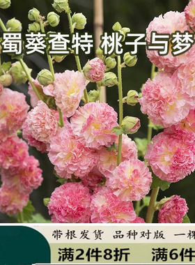 桃梦重瓣蜀葵花苗桃子与梦耐寒夏