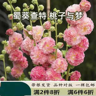 重瓣蜀葵查特花种种子桃子与梦苗四季种夏秋开花阳台庭院盆栽易种