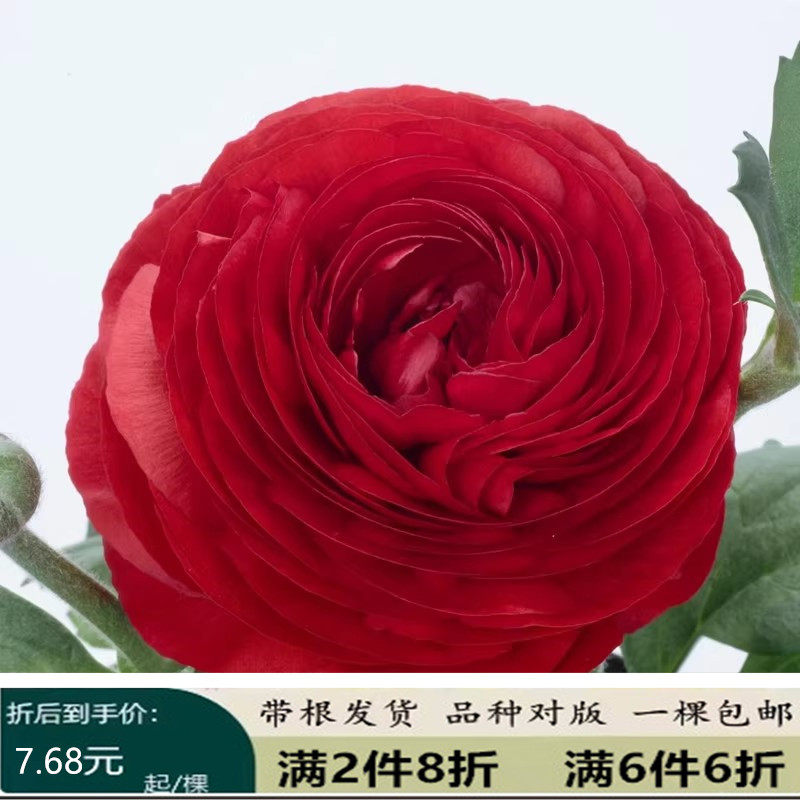 重瓣花毛茛花苗芹叶牡丹球根苗多年生花卉绿植带盆栽好花毛茛包邮