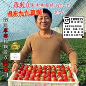 丹东99草莓新鲜东港红颜九九牛奶超大果奶油大号礼盒特产现摘现发