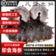 大连海参即食鲜即食开袋辽参新鲜非干货鲜活底播辽宁海参礼盒辽参