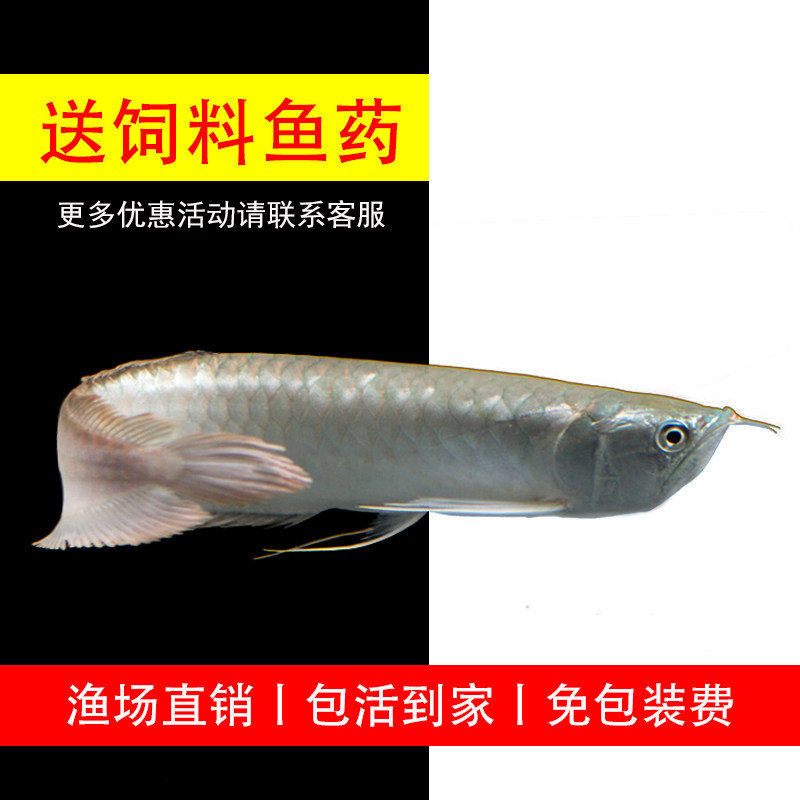 living thing Ferocious Tropical Fish Arowana Fish Silver Dragon large Aquarium pet freshwaterin the Pet/Pet food and supplies , Aqua World , Fish  category - from Buy2taobao.com to provide professional Taobao agent buy service