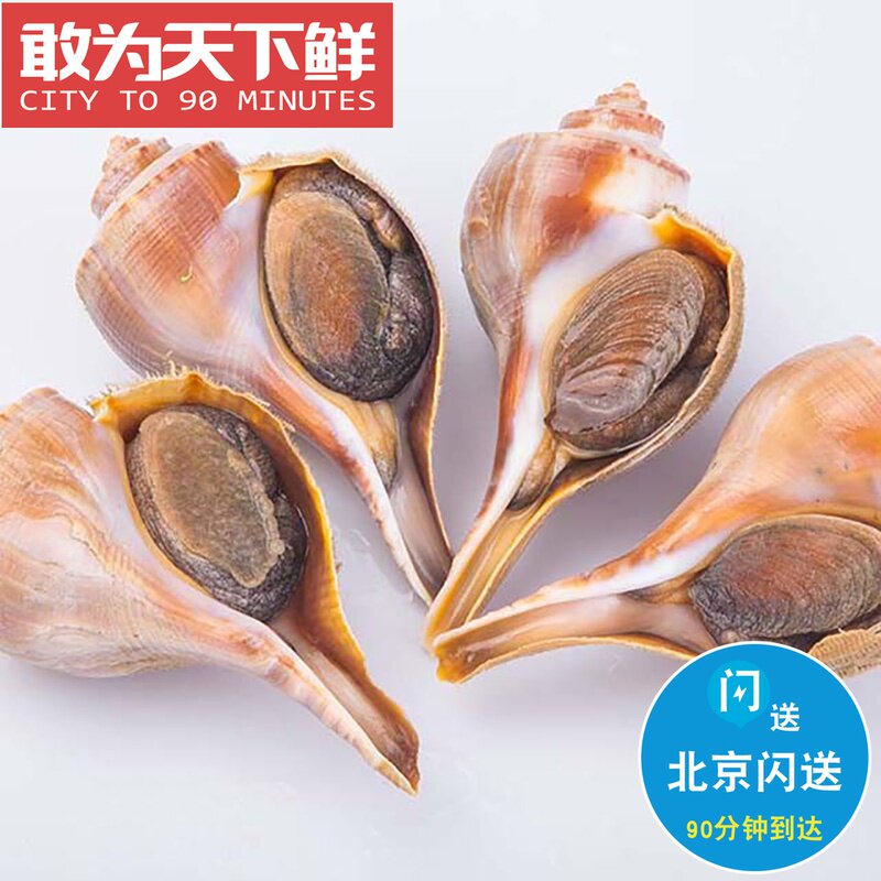 1斤1只 称重计价 北京闪送 美国响螺 鲜活 海鲜 水产野生超大海螺