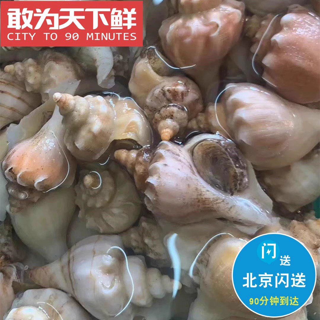 8-12只 500g  鲜活海螺 獐子岛海螺 白螺 大连小海螺海鲜角螺水产 水产肉类/新鲜蔬果/熟食 海螺 原图主图