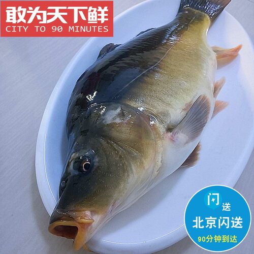 鲜活三道鳞松花江鱼