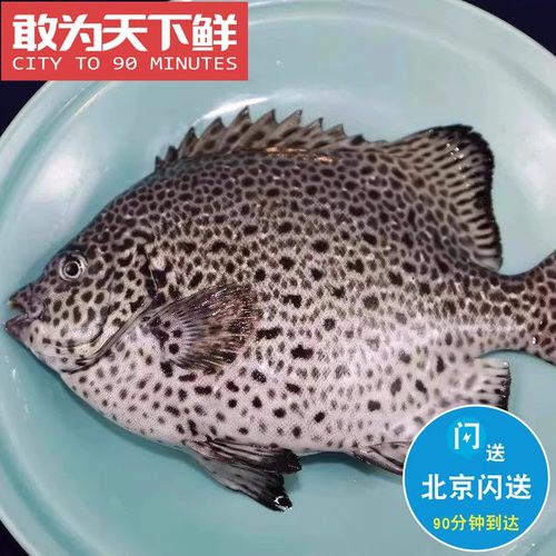 1.3-1.5斤/条 北京闪送 鲜活 斑石鲷 黑金鼓 金鼓鱼花石斑 白口鱼