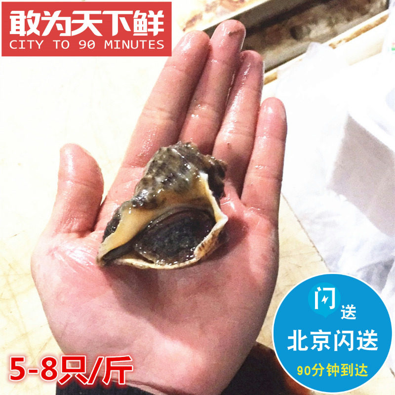 5-8只 500g 北京闪送 鲜活 小海螺 水产 海鲜 大海螺 新鲜肥美