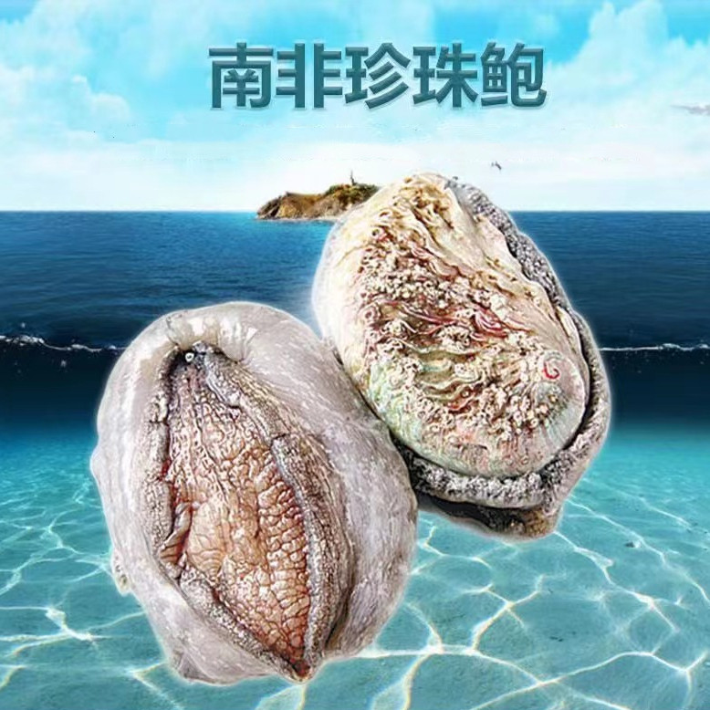 北京闪送 南非 鲜活珍珠鲍 可刺身 孔雀鲍 白玉鲍 鲍鱼 可刺身