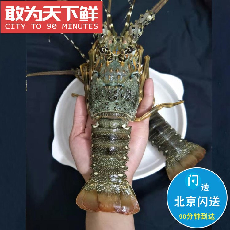 6-7两1只 鲜活 冷冻可选 小青龙 印尼 海鲜 龙虾 青龙仔 水产