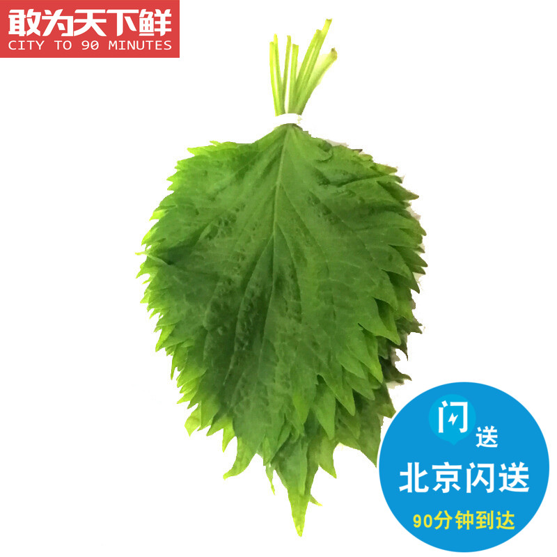30g 仅限北京闪送 新鲜 大叶 紫苏叶 苏子叶 料理寿司叶 包刺身,水产肉类/新鲜蔬果/熟食,其它,淘宝优惠券,粉丝福利购,淘宝优惠卷