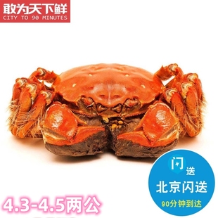 公4.3-4.5两 北京闪送 鲜活 螃蟹 大闸蟹 河蟹 满肉满膏 3只起拍