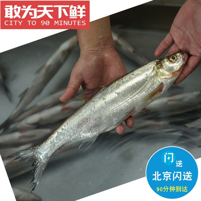 北京闪送 正宗丹江口 鲜活大翘嘴鱼 刁子鱼 白鱼新鲜 鲜活 大白鱼