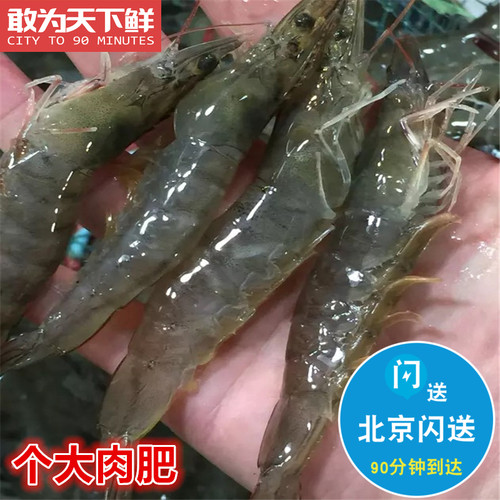 500g 北京闪送 鲜活 海白虾 海鲜 水产 明虾 对虾 非基围虾