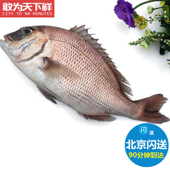 2-2.3斤1条 鲜活加吉鱼 养殖加利鱼真鲷新鲜海鲜水产鲷鱼铜盆鱼