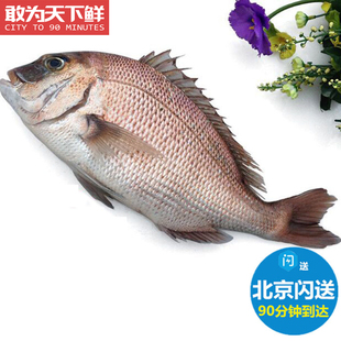 2-2.3斤1条 鲜活加吉鱼 养殖加利鱼真鲷新鲜海鲜水产鲷鱼铜盆鱼