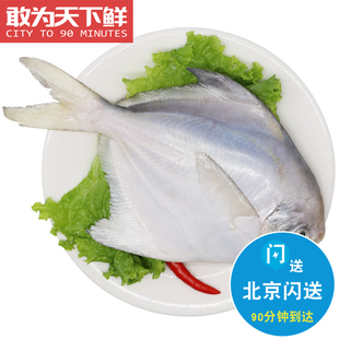 2条 每条4-5两 北京闪送 新鲜平鱼冰鲜东海大白鲳鱼海鲜水产
