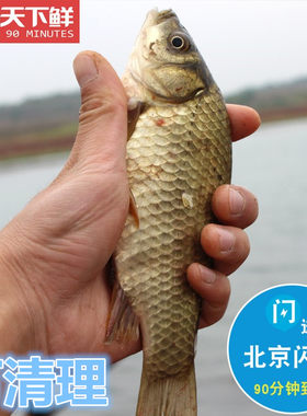 北京闪送 千岛湖 鲜活 鲫鱼 水库鲫鱼 孕妇煲汤 活鱼