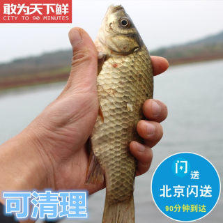 500g 1-2条/斤 北京闪送 鲜活鲫鱼 水库鲫鱼 孕妇煲汤 活鱼水库鱼