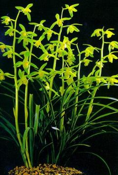 君君兰苑兰花苗盆栽好发货 蕙兰温州素 漏风漏雨自然栽培苗浓香