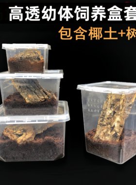 饲养盒爬虫幼体蜘蛛宠物