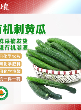 有机刺黄瓜水果黄瓜脆甜鲜嫩山西临猗新鲜现摘蔬菜未经化学侵染