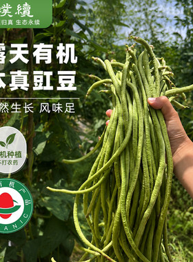 高原有机豇豆云南华坪庄代康应季露天种植现摘新鲜长豆角生鲜蔬菜
