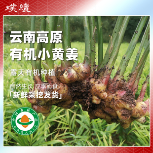 梓盟有机小黄姜云南高原云小姜新鲜月子生姜老姜孕妇食用生姜农产