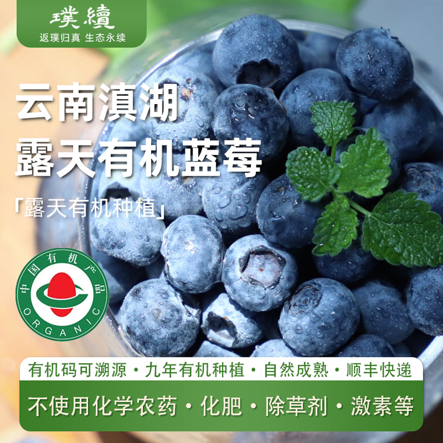排单采摘云南滇湖有机蓝莓高原露天应季现摘125g*6盒脆甜孕妇小孩