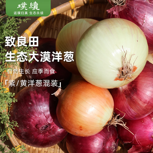致良田大漠洋葱紫黄双色随机混装内蒙古六无种植葱头应季清脆爽口