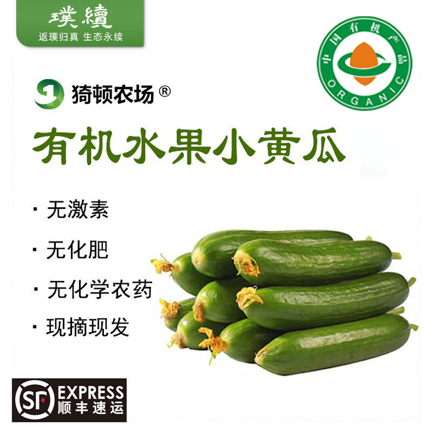猗顿有机水果小黄瓜脆甜鲜嫩装新鲜现摘水果蔬菜未经化学侵染孕 - 实物图