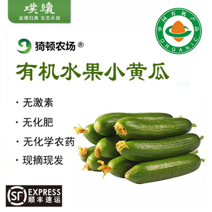 猗顿有机水果小黄瓜脆甜鲜嫩装新鲜现摘水果蔬菜未经化学侵染孕