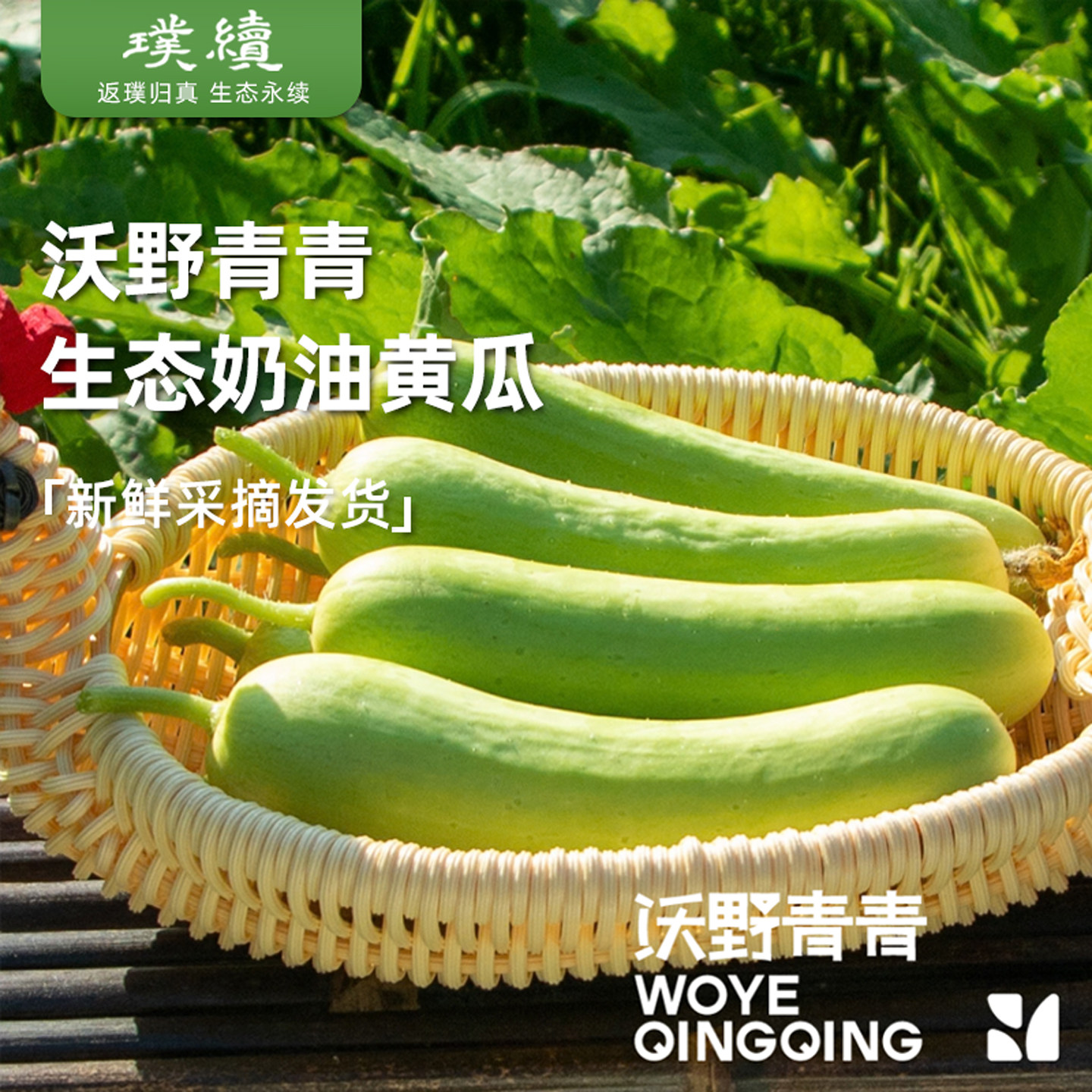 生态奶油黄瓜沃野青青陕西嫩黄瓜小黄瓜脆甜鲜嫩装新鲜现摘蔬菜