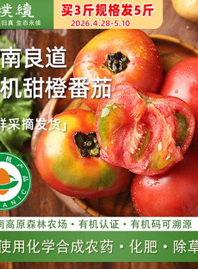 有机甜橙番茄良道西红柿云南有机农场铁皮草莓自然熟生吃沙瓤现摘