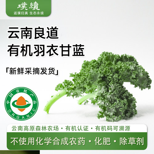 有机羽衣甘蓝新鲜现摘榨汁