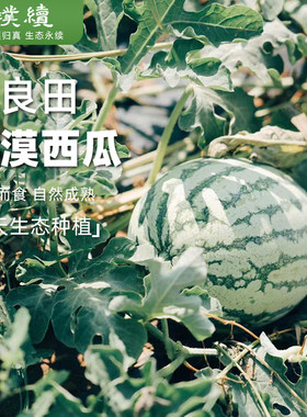 致良田大漠西瓜7斤内蒙古新鲜摘