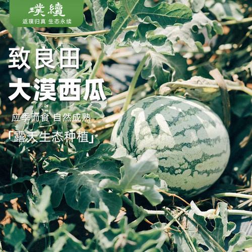 致良田大漠西瓜7斤内蒙古新鲜摘
