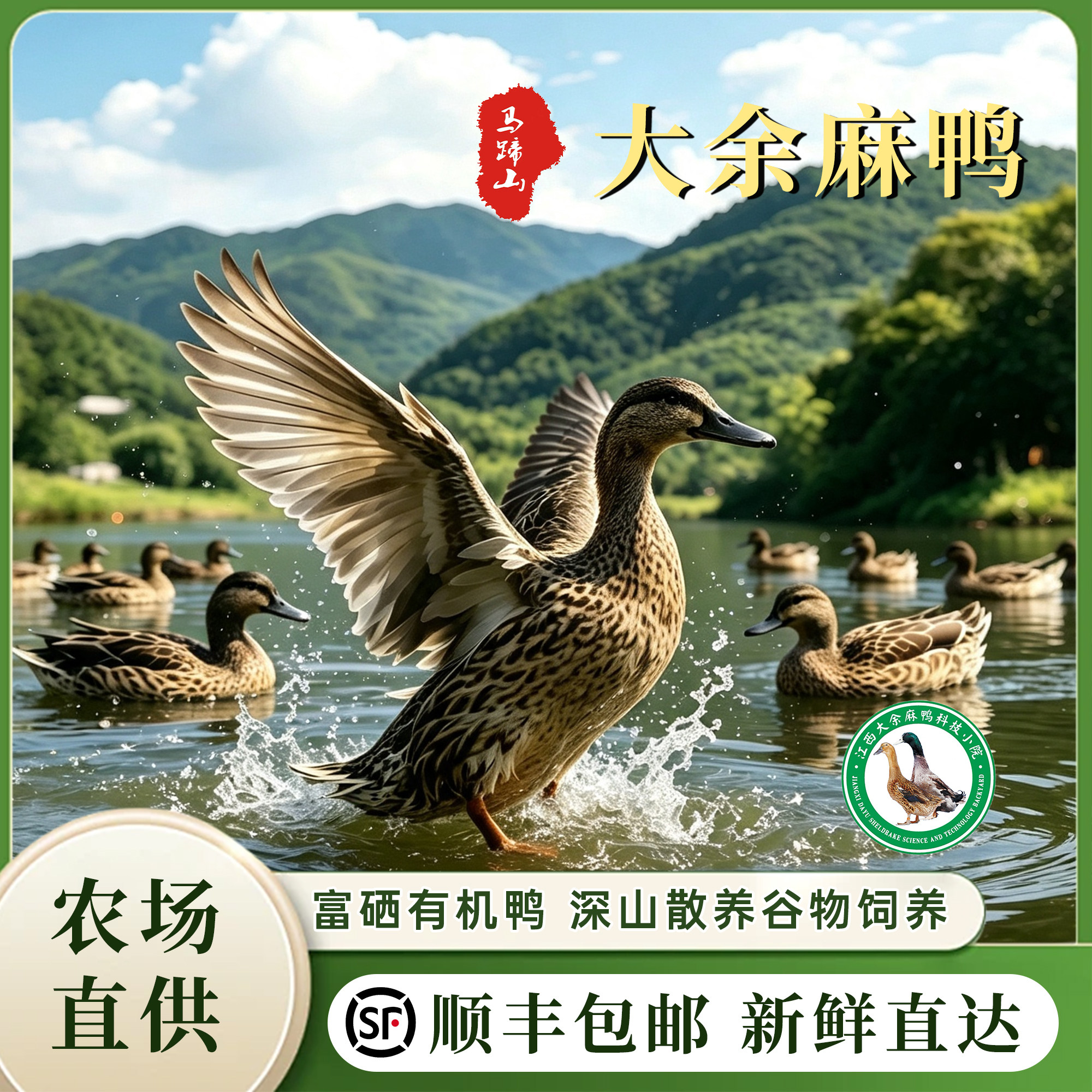 正宗大余麻鸭灰嘴灰脚