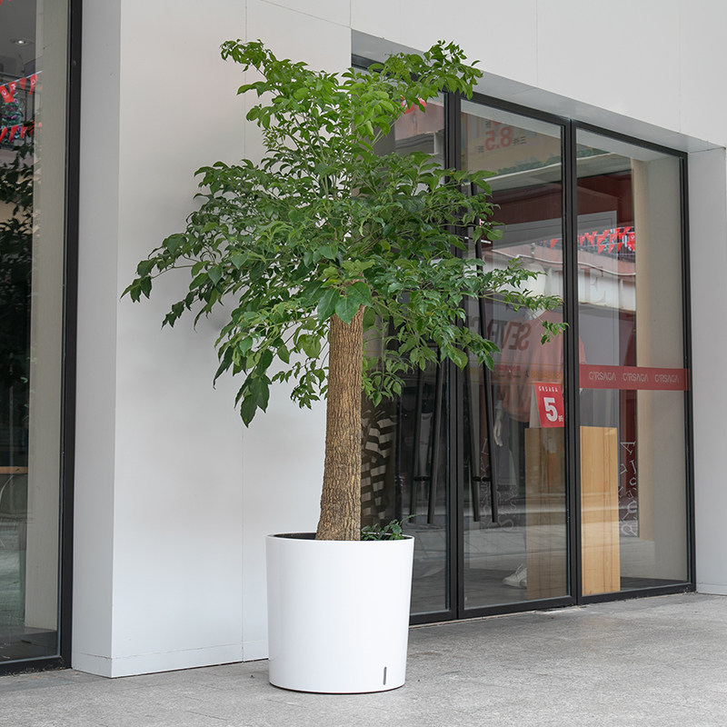 宜植堂 特大号圆形懒人自吸水花盆 大堂幸福树发财树租摆烤漆花盆