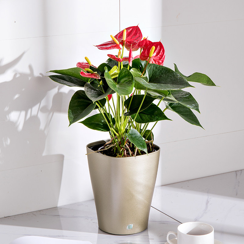 宜植堂 桌面红掌绿萝自吸水懒人花盆 欧式烤漆高档自浇灌花盆